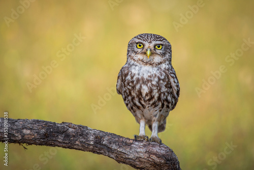 European owlet posing with unfocused spring background © fsanchex