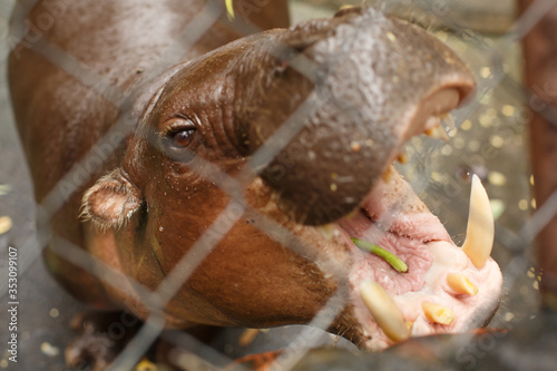 Animals and wildlife. Cute little hippo in a cage at the zoo asks for food with open mouth, close-up