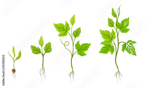 Green Grapevine Growing with Sprout and Young Plant with Roots for Planting Vector Set