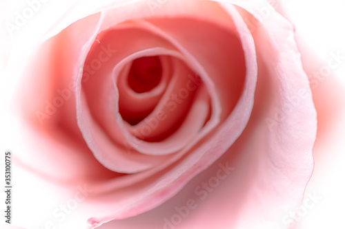 primo piano rosa 02 - la delicatezza del fiore crea un motivo grafico