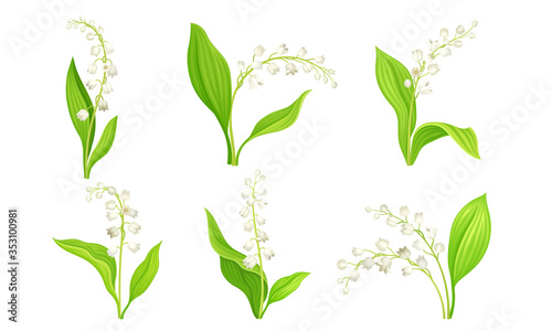 White Bellflower or Campanula on Stem with Green Leaf Vector Set