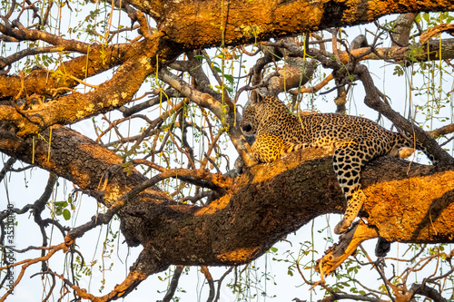 Wild leopard over tree branch with legs extended