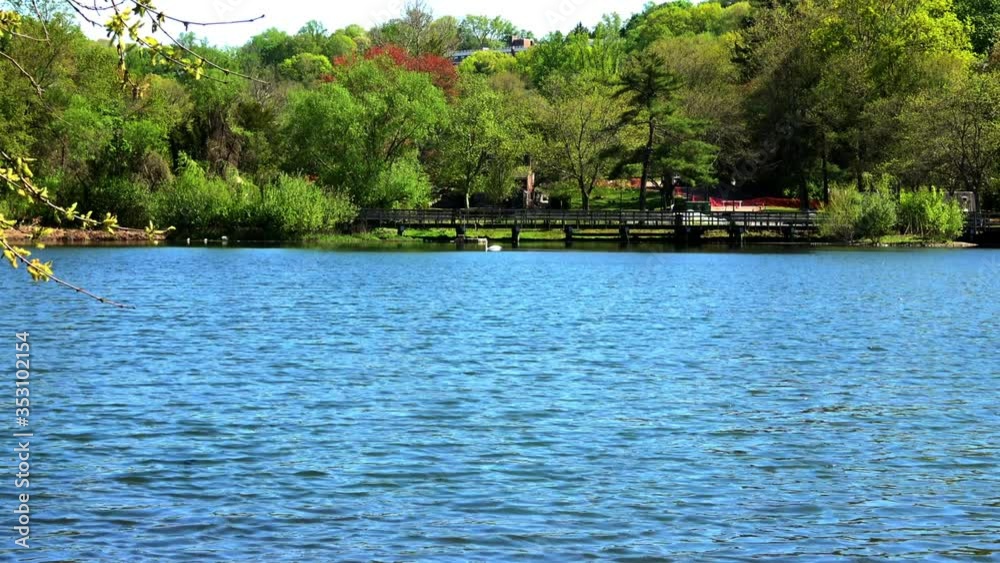 Rapid zoom across lake reveals beautiful lone swan swimming along bank. Rapid zoom across lake reveals beautiful lone swan swimming along bank.