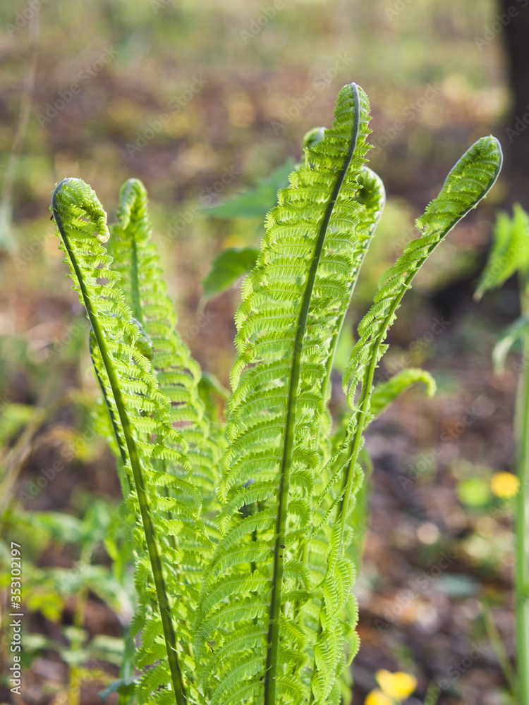 Young wild fern in the spring forest. Young wild fern in the spring forest.