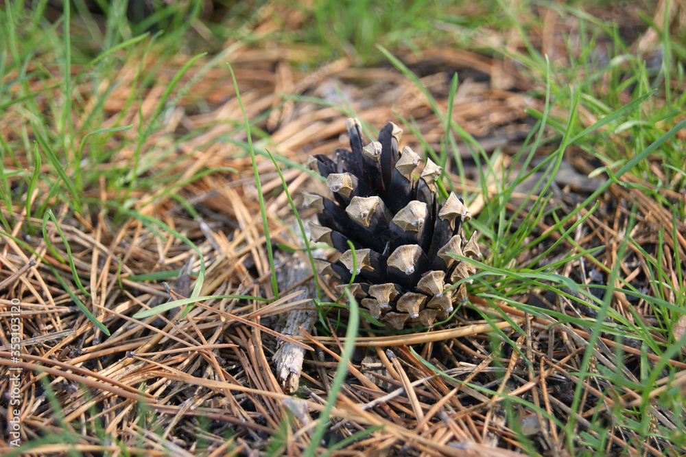 Fir cones on the forest floor with intentional shallow depth of field Fir cones on the forest floor with intentional shallow depth of field