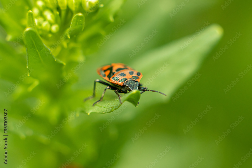 Pyrrhocoris apterus (soldier bug), A red beetle with a black pattern sits on the leaves of a flower on a green background. macro Pyrrhocoris apterus (soldier bug), A red beetle with a black pattern sits on the leaves of a flower on a green background. macro