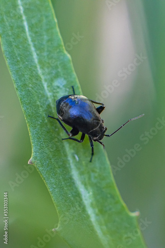 Black beetle on a green leaf