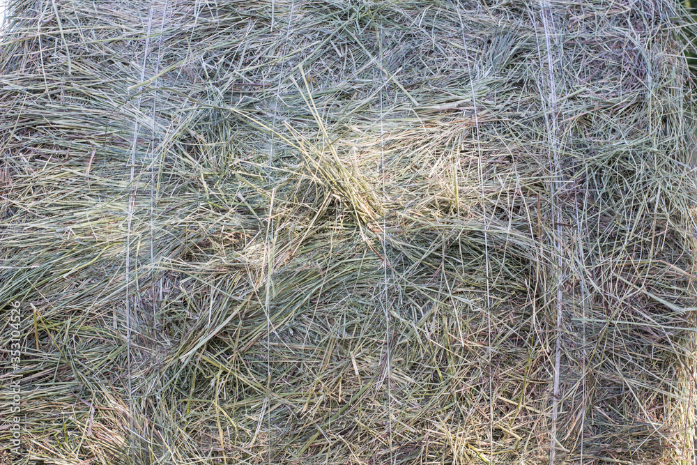 Fresh hay on the field. Hay harvesting for cattle in Siberia, Russia. Fresh hay on the field. Hay harvesting for cattle in Siberia, Russia.