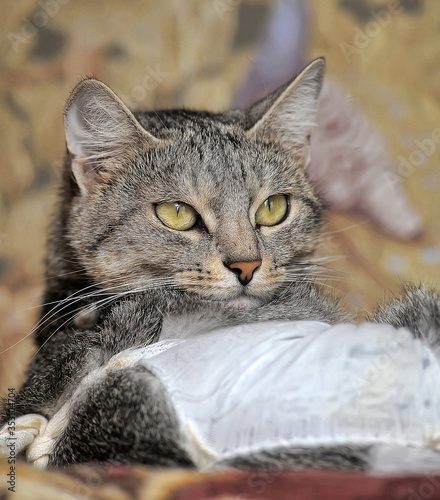 european shorthair domestic cat