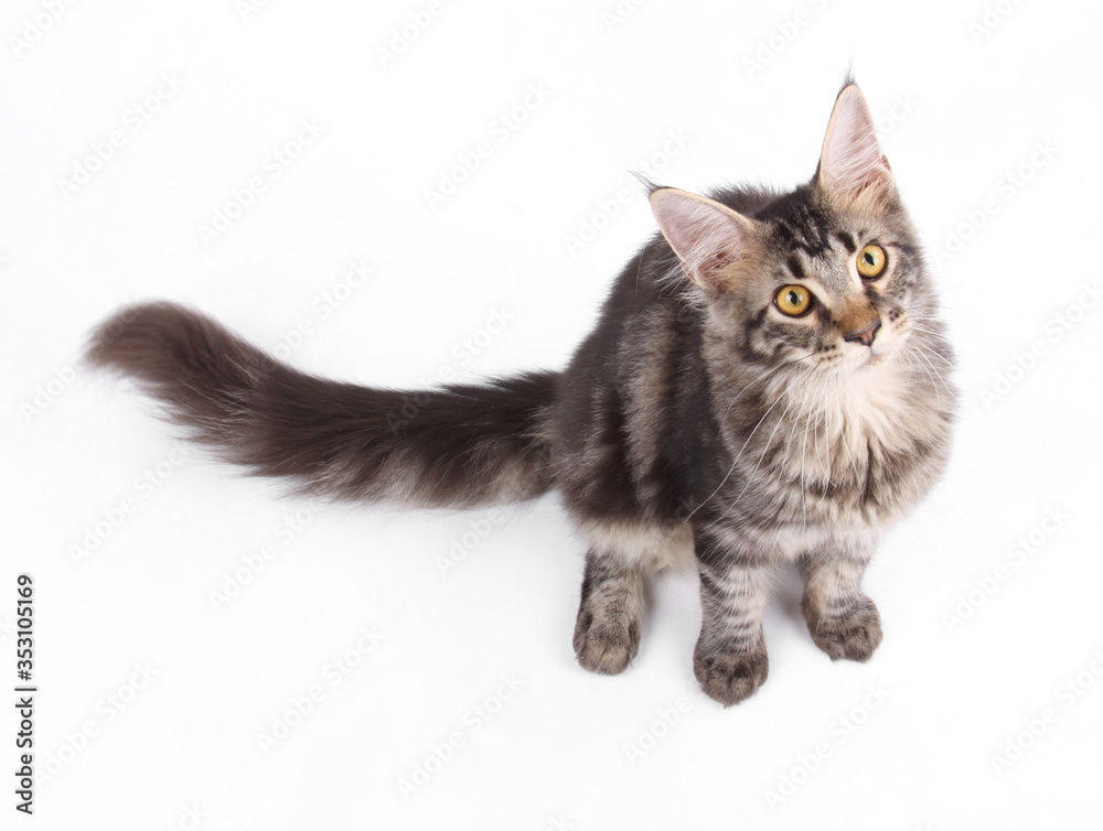 Obraz premium Maine Coon cat, 5 months old, sitting in front of white background