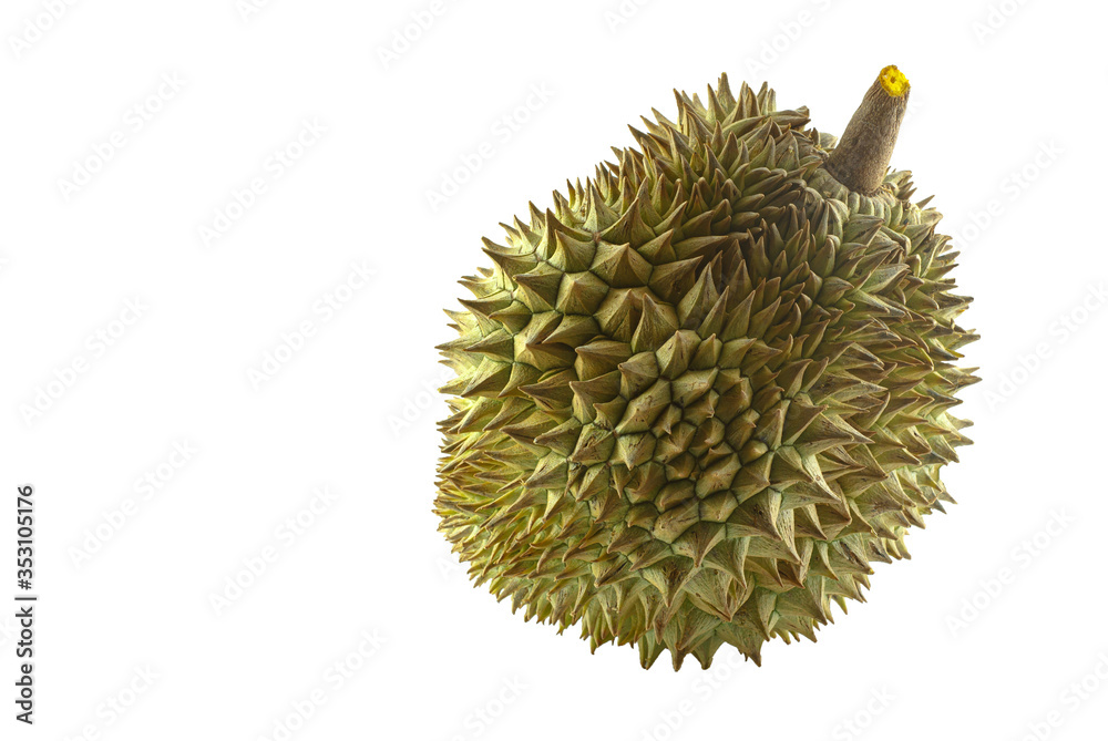 durian fruit isolated on a white background durian fruit isolated on a white background