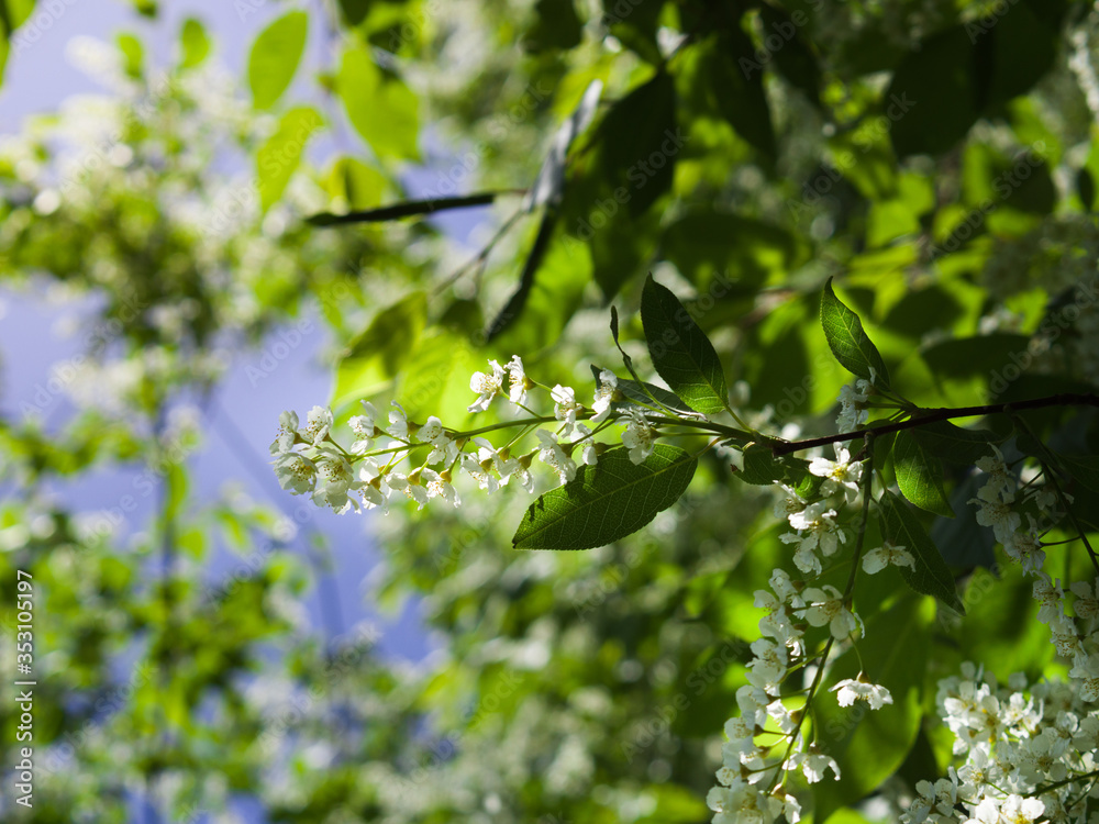 Bird cherry blossom. Lush white flowers in spring. Fresh green tree leaves. Bird cherry blossom. Lush white flowers in spring. Fresh green tree leaves.