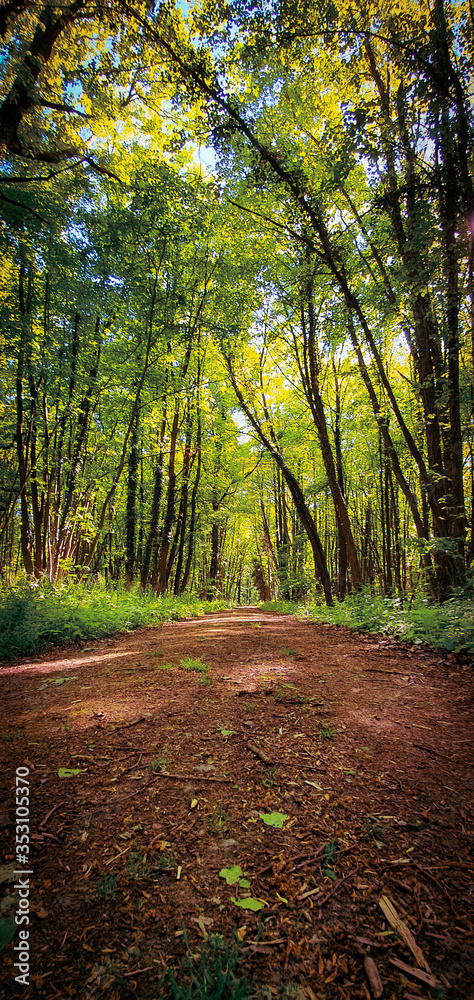 Fototapeta premium Beautiful forest biking and hiking trail