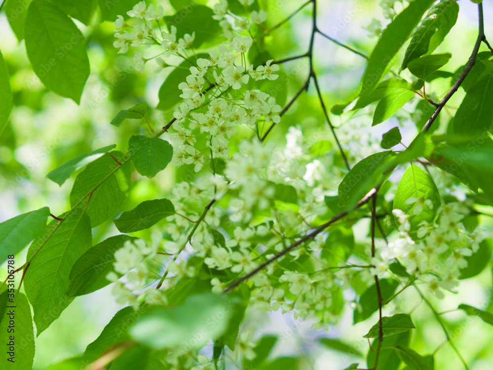 Bird cherry blossom. Lush white flowers in spring. Fresh green tree leaves. Bird cherry blossom. Lush white flowers in spring. Fresh green tree leaves.