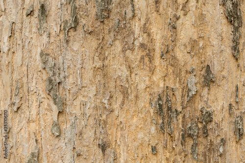 texture of a Teak tree bark