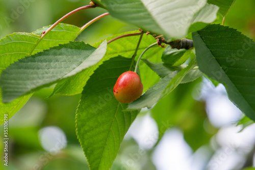 Cherry ripening in the branch
