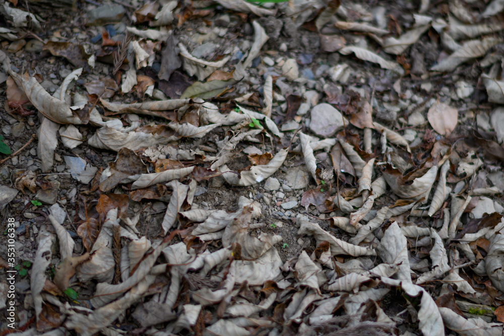 close up of a pile of dried leaf close up of a pile of dried leaf