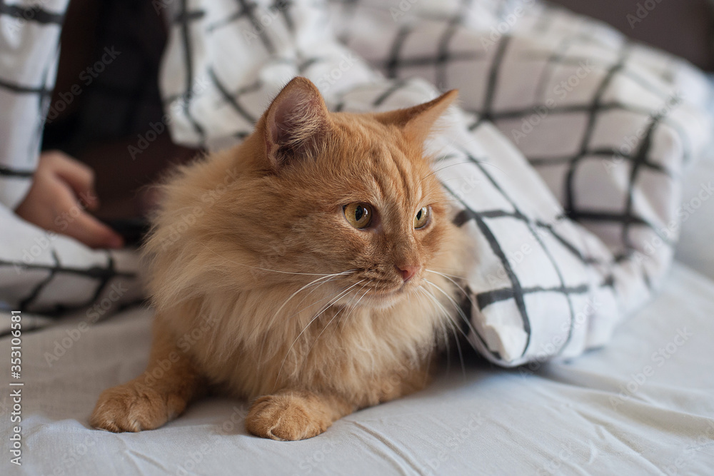 A fluffy red cat is lying on the bed
