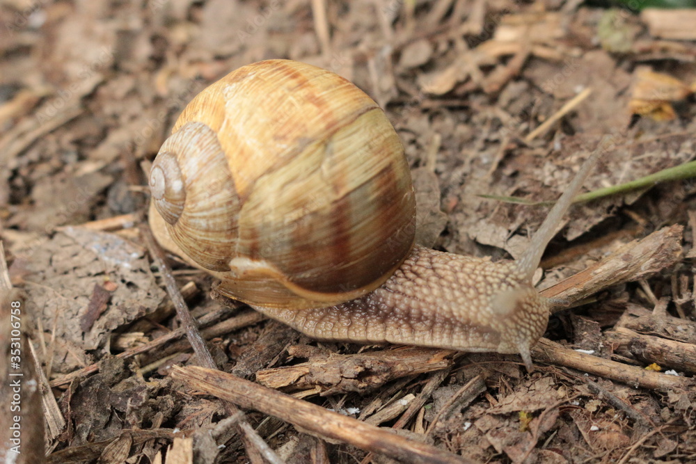 Grape snail basking in the spring sun
Grape snail basking in the spring sun