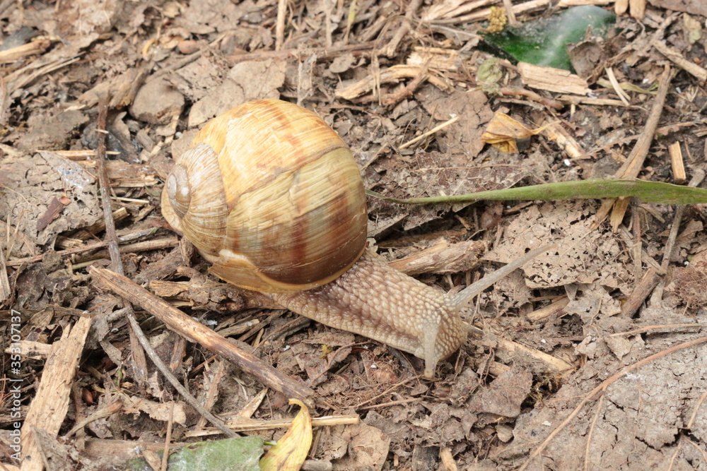 Grape snail basking in the spring sun
Grape snail basking in the spring sun
