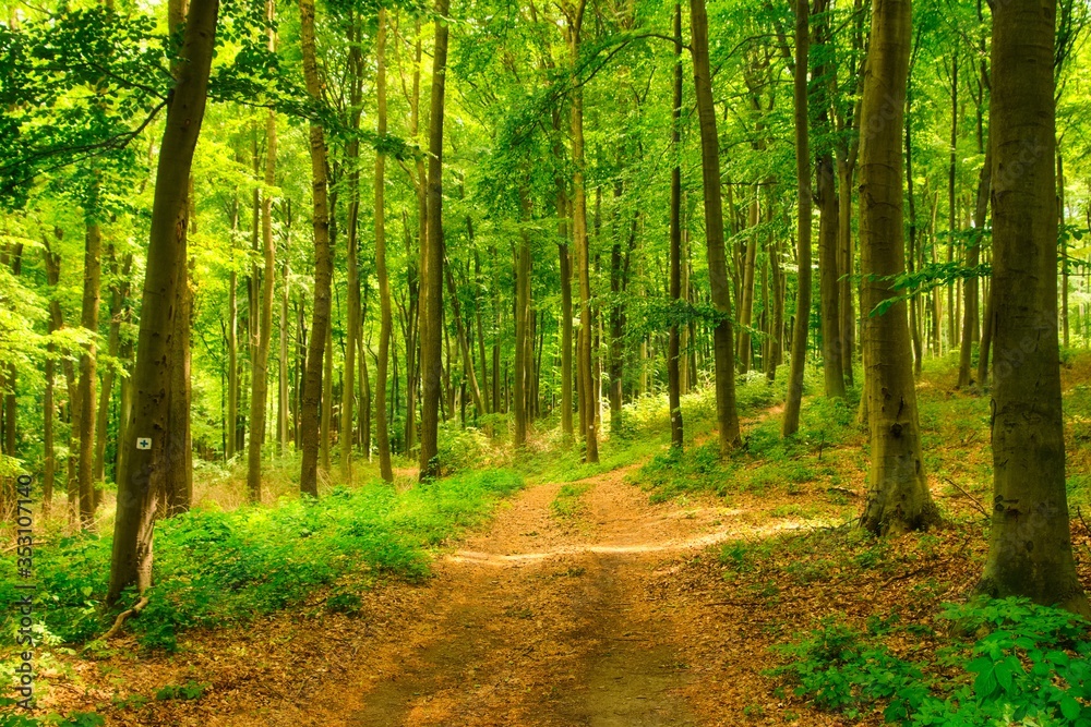 Naklejka premium Trail in the colorful green spring forest in Hungary forest in Hungary