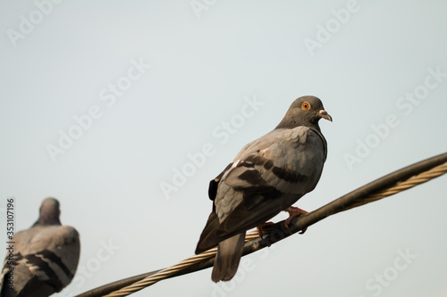 Many Pigeon or Columba livia eyes are staring at the camera with red eyes and black body hair and the neck hair is purple and green standing on the cable. The photos are partially clear