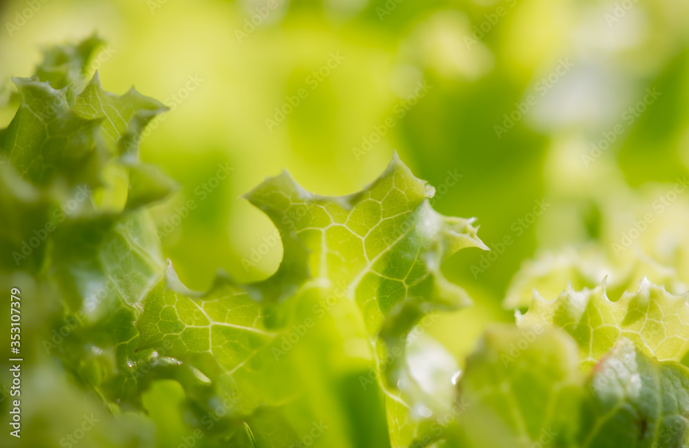 Some details of the Lactuca sativa leaf or lettuce leaves have beautiful greenery. In the vegetable field, There is a little sunshine. The photos are partially clear Some details of the Lactuca sativa leaf or lettuce leaves have beautiful greenery. In the vegetable field, There is a little sunshine. The photos are partially clear