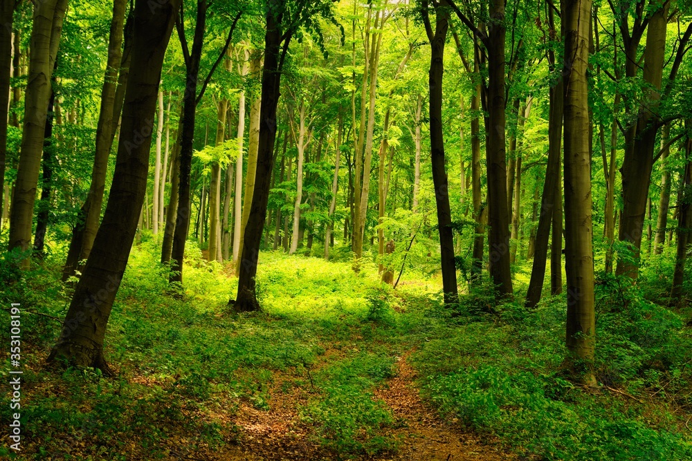 Naklejka premium Trail in the colorful green spring forest in Hungary