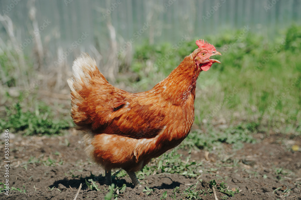 Fototapeta premium Brown domestic chicken in the summer outdoors close-up