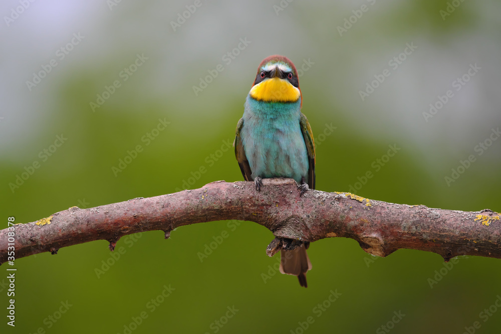 Fototapeta premium European Bee-Eater - Merops Apiaster on a branch , exotic colorful migratory bird