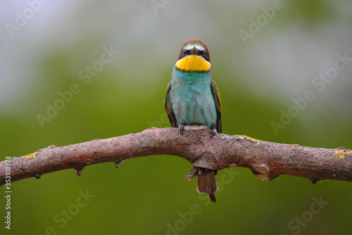 European Bee-Eater - Merops Apiaster on a branch , exotic colorful migratory bird © Creaturart