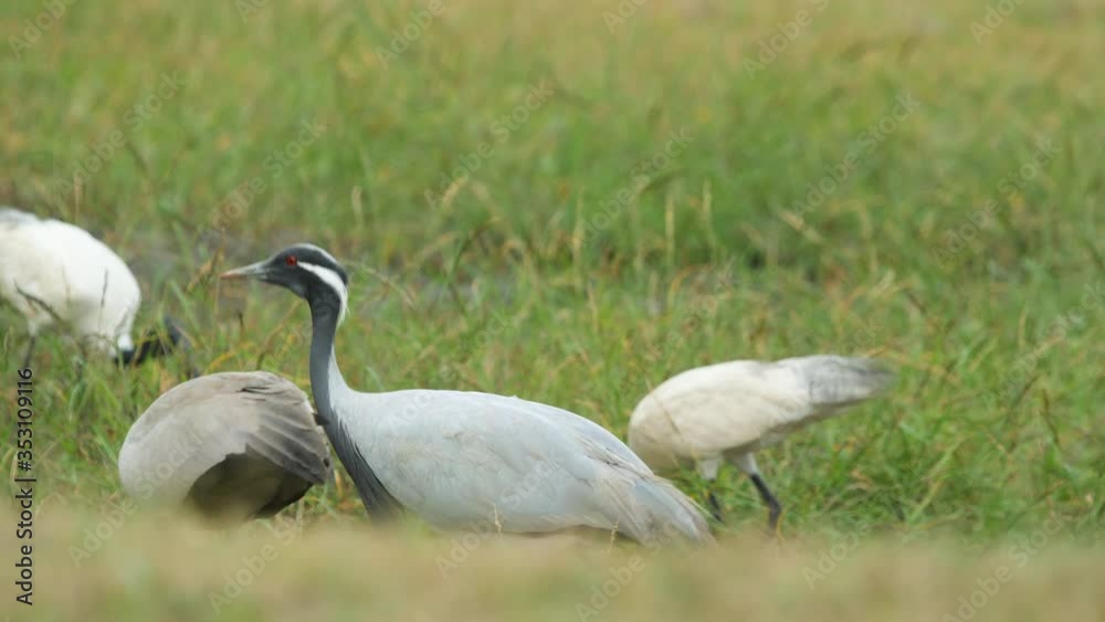 demoiselle cranes adult and a juvenile feed in the green field along with the ibis birds around winters