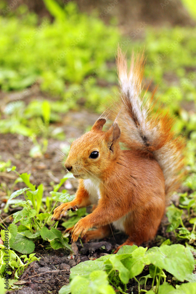 Sciurus. Rodent. A squirrel is sitting on the grass. Beautiful red squirrel in the park Sciurus. Rodent. A squirrel is sitting on the grass. Beautiful red squirrel in the park