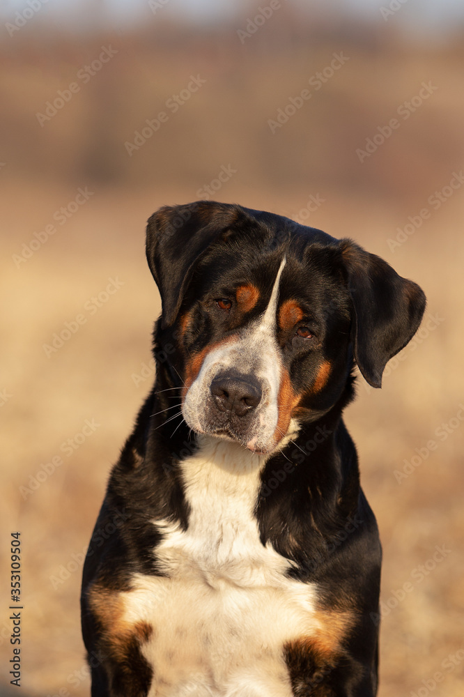 Portrait of a cute great swiss mountain dog in spring park. Portrait of a cute great swiss mountain dog in spring park.