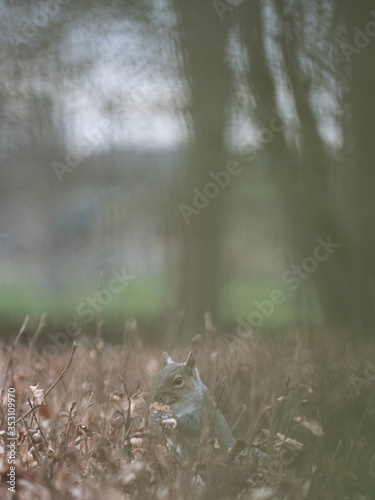 Grey Squirrel in Hedge © Edward Lee