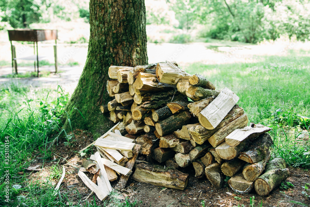 a pile of firewood lies in the woods near a tree