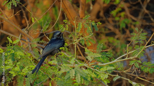 Black bird in its natural habitat- playful.
