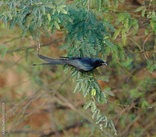 Black bird- in its natural habitat-  playful.