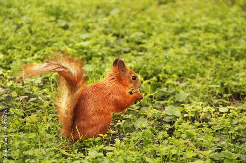 Beautiful red squirrel in the park. Rodent. Squirrel on the grass eats © Stasiuk