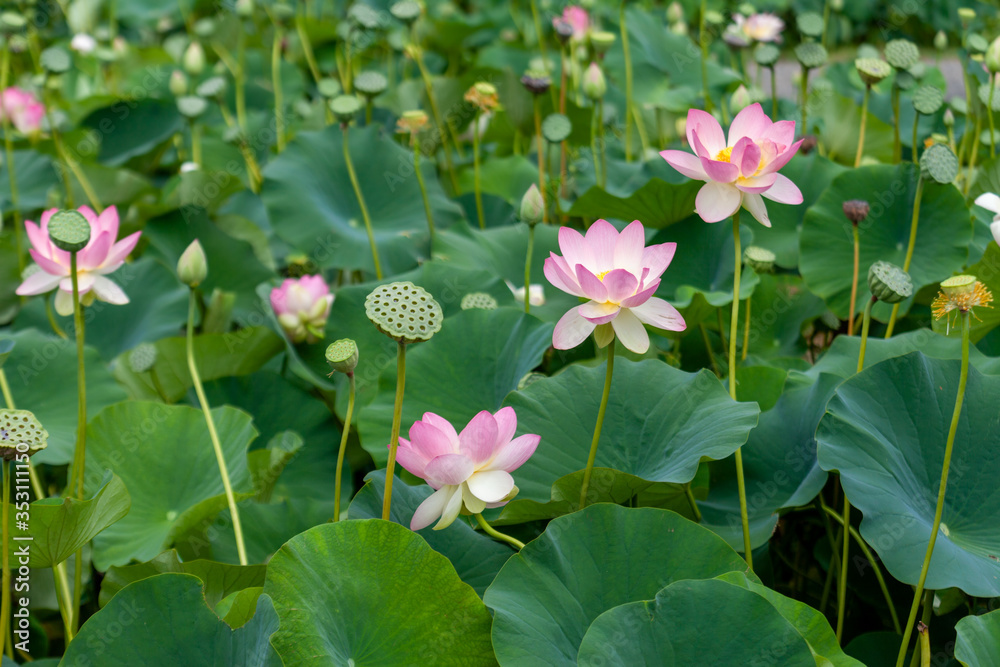 Pond full of lotus flowers, buds and seed pods with big green leaves Pond full of lotus flowers, buds and seed pods with big green leaves
