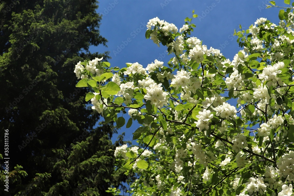 Blooming apple tree with white inflorescences near a green pine
Blooming apple tree with white inflorescences near a green pine