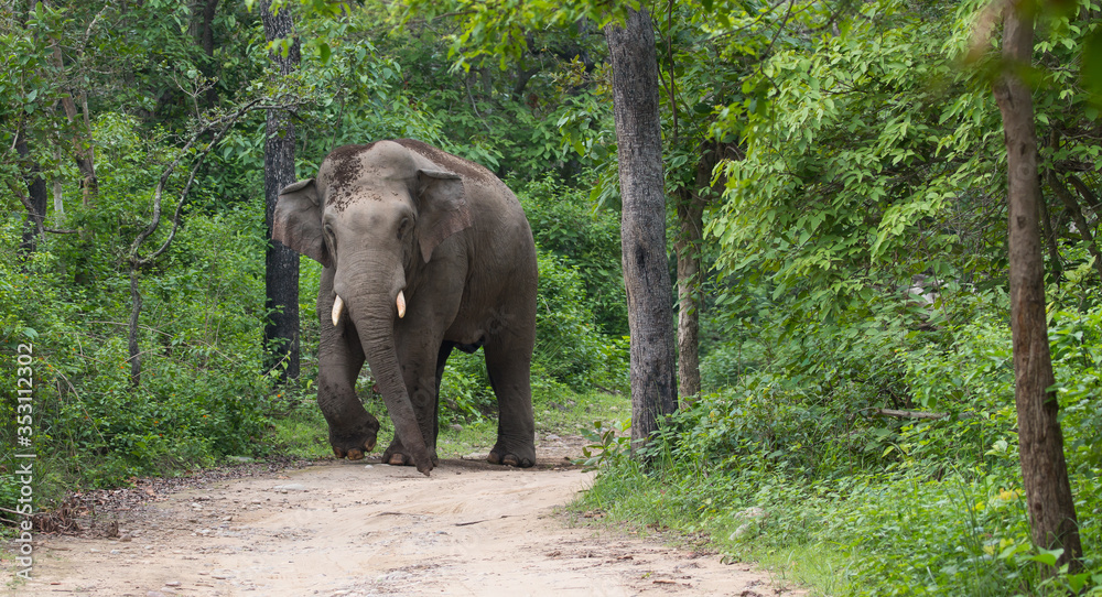 A big angry male Elephant (Tusker) in Jim Corbett National park