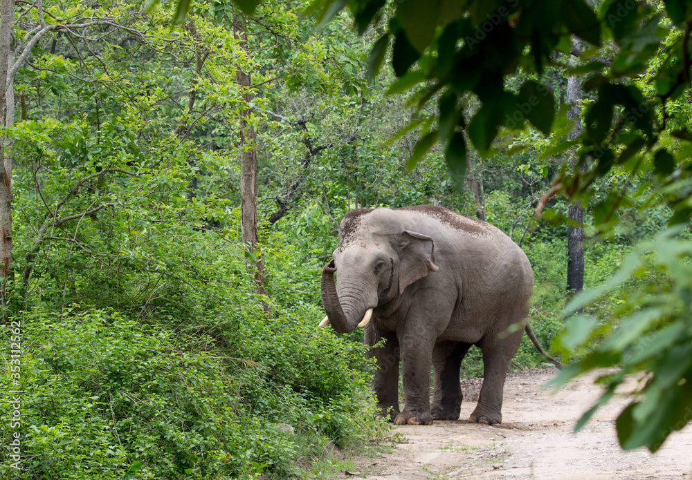 Fototapeta premium A big angry male Elephant (Tusker) in Jim Corbett National park