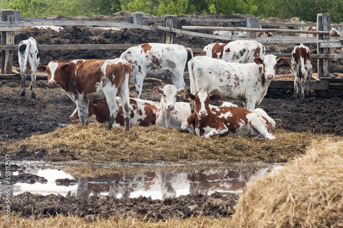 Motley cows on a dairy farm. Mammal animal is a domestic animal in agriculture. Bulls and cows in the pasture. Year of the bull.
Background for your projects, free space for text.