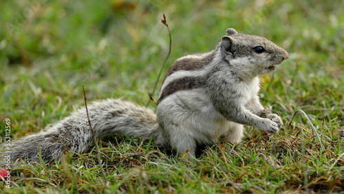 Squirrel in the field