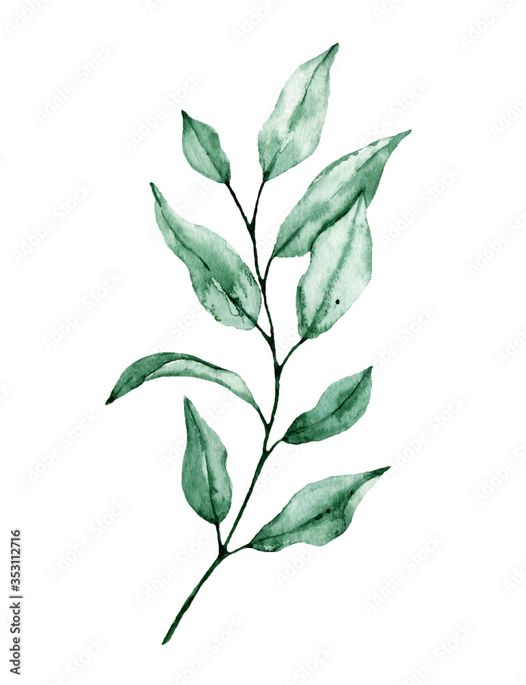 Leaves watercolor, hand painting floral illustration. Green leaf, plant, foliage, branch isolated on white background. 
