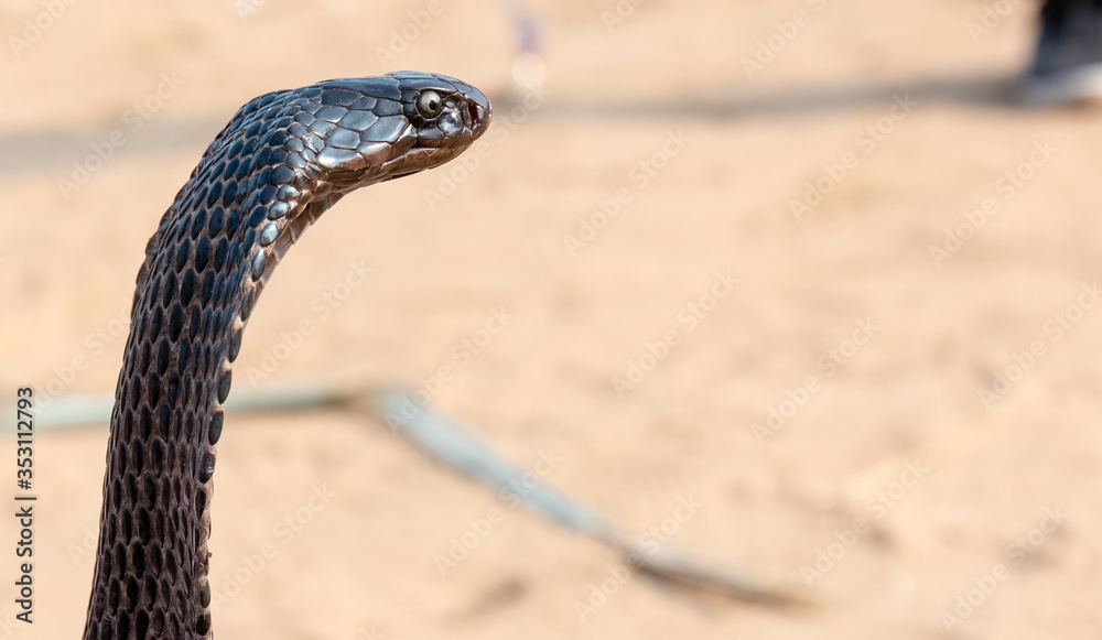 Obraz premium Portrait shot of Indian Cobra snake at Pushkar, Rajasthan
