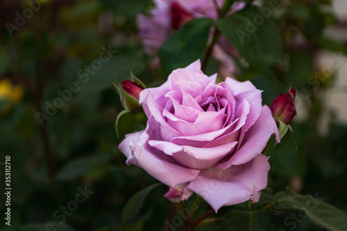 Lilac rose on a Bush in selective focus. A delicate flower in the soft evening light. Growing garden roses. Large flower on a branch. Rose Bush in the garden. A blooming rose with buds.