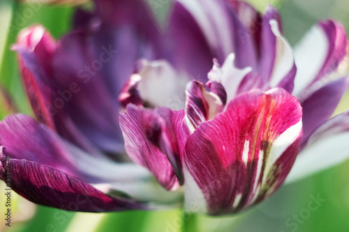 Luxurious blooming tulip. Blooming tulips. Amazing motley purple tulip flowers blooming in the field. © ylyastik