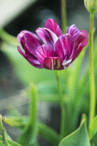 Luxurious blooming tulip. Blooming tulips. Amazing motley purple tulip flowers blooming in the field.